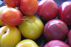 Сезон алычи. Чем полезна и вредна эта ягода