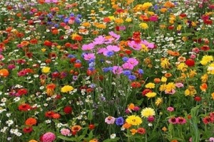 Магия цветов: как полевые растения защищают от зла и привлекают удачу