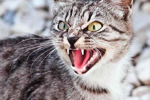 В Новой Зеландии хотят полностью запретить котов 