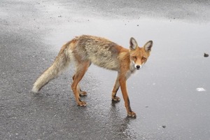 Рудий лис Семен із Прип'яті став зіркою соцмереж