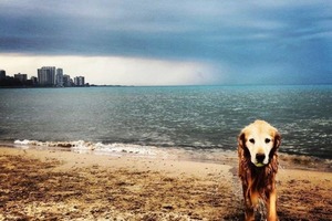 Прощальный привет умершей собаки своей хозяйке попал на фото