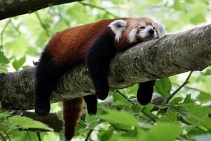 Самые ленивые знаки Зодиака