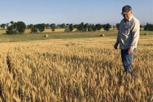Два врожаї і баклажани на півночі: як українцям використовувати зміни клімату