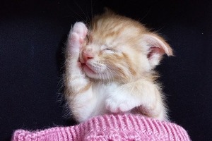 Сон у ніч з 2 на 3 лютого: тлумачення за місячним календарем