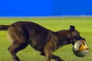 Собака отобрала мяч у футболистов во время матча