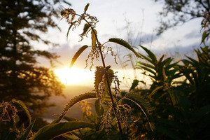 11 липня: Кропив'яне заговини. Народні прикмети на цей день