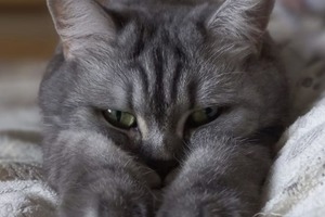 Тлумачення снів у ніч із 21 на 22 січня. Сьогоднішні сни - 