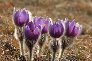 18 червня: Дорофєєв день або Горобині ночі. Народні прикмети на сьогодні