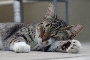 Сон у ніч з 30 на 31 січня: тлумачення за місячним календарем