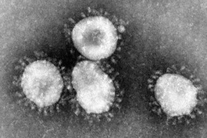 Скільки видів коронавируса існує