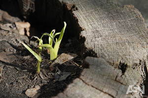 Народні прикмети на 25 квітня - день Василя Парійського