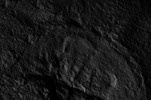 Вчені назвали копалину на честь Дарта Вейдера