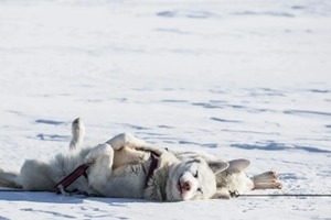 Сон в ночь с 29 на 30 декабря 2022 года: толкование по лунному календарю