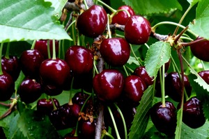 Кому нельзя есть черешню