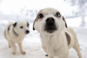 Определена неожиданная польза от домашних животных