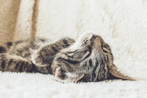 Сон у ніч з 7 на 8 січня 2023 року: тлумачення за місячним календарем