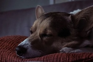 Толкование снов в ночь с 11 на 12 декабря 2022 года