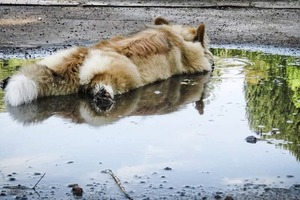 Отложил отпуск - сократил жизнь. Ученые рассказали шокирующую правду трудоголикам