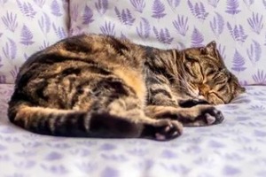 Сон у ніч з 10 на 11 січня 2023 року: тлумачення за місячним календарем