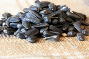 Диетологи рассказали, в чем польза и вред семечек