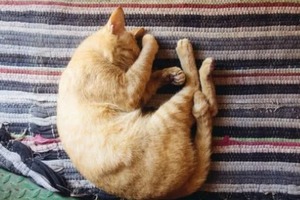 Сон у ніч з 11 на 12 січня 2023 року: тлумачення за місячним календарем