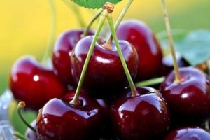 Названы опасные свойства черешни