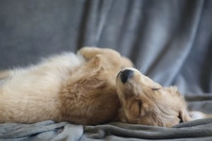 Сон у ніч з 6 на 7 січня 2023 року: тлумачення за місячним календарем