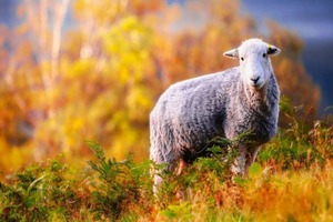 11 ноября: какой праздник, что запрещено, что надо одеть на удачу и при чем тут овцы?