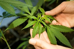 Уряд Німеччини пропонує легалізувати вживання марихуани. Які країни це вже зробили