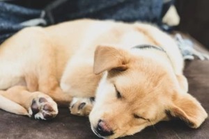 Сон в ночь с 28 на 29 декабря 2022 года: толкование по лунному календарю