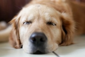 Сон в ночь с 12 на 13 декабря 2022 года: толкование по лунному календарю