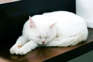 Сон в ночь с 20 на 21 октября 2022 года: толкование по лунному календарю