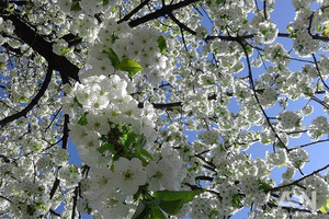 Синоптики рассказали, когда в Украину придет 