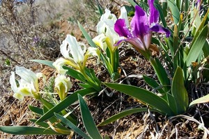 В Одесской области расцвели дикие ирисы