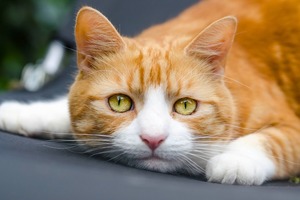 Потрясает до глубины души. Как кот увидел своего погибшего хозяина