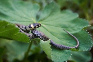 12 июня: Исаакия-Змеевика. Почему не стоит покупать посуду и другие запреты