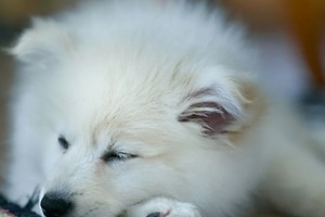 Сон у ніч з 14 на 15 січня 2023 року: тлумачення за місячним календарем