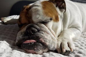 Сон в ночь с 14 на 15 октября 2022 года: толкование по лунному календарю