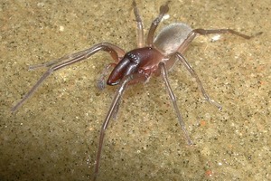 На честь легендарного Боба Марлі назвали павука