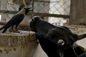 Народні прикмети на 28 лютого 2024 року. Яке церковне свято святкують в Україні