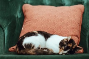 Сон в ночь с 1 на 2 ноября 2022 года: толкование по лунному календарю