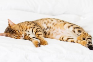 Сон в ночь с 21 на 22 февраля 2023 года: толкование по лунному календарю