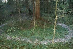 Духи водят хоровод. В лесу Крыма сделали загадочное фото