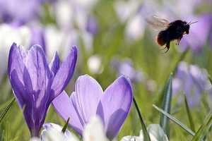 Народні прикмети на 18 квітня - Федора Вітрогонка, Федулов день