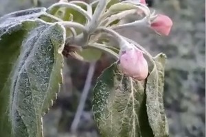 На болотах скаржаться на нову напасть після пожеж та повеней