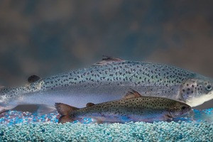 В Канаде поступил в продажу генномодифицированный лосось. На очереди - куры, свиньи и коровы