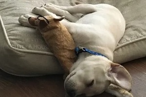 Сон в ночь с 17 на 18 ноября 2022 года: толкование по лунному календарю