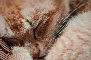 Сон в ночь с 25 на 26 октября 2022 года: толкование по лунному календарю