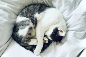 Сон в ночь с 16 на 17 марта 2023 года: толкование по лунному календарю