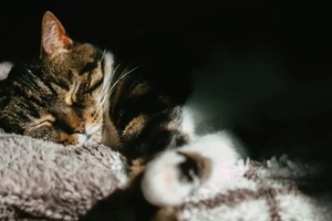 Толкование по лунному календарю сна в ночь с 21 на 22 октября 2022 года